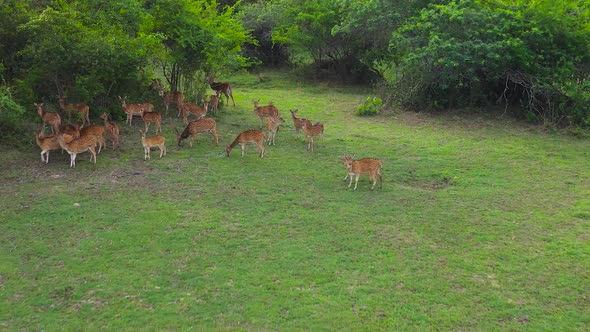 Spotted Deer in the National Park of Sri Lanka