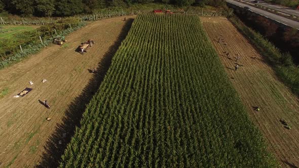 Agriculture Corn Harvest