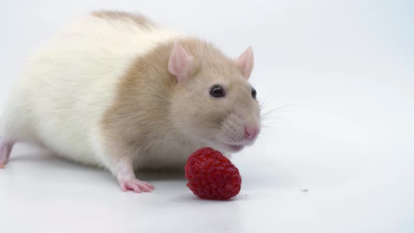 Close-up or a fancy rat on a white background with a raspberry