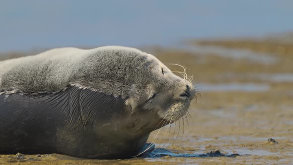 Funny expressive extreme close up of young seal on the sandy beach