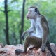 Monkey in Sri Lanka - VideoHive Item for Sale