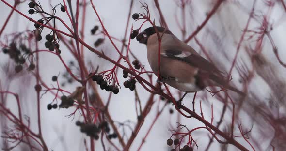 Eurasian Bullfinch or Pyrrhula Pyrrhula Sits on n Frozen Tree Branch