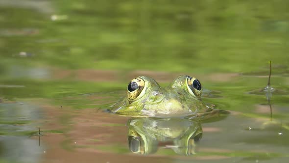 Frog