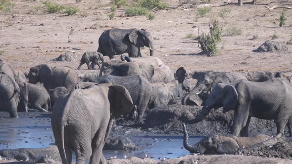 Herd of African Bush elephants bathing in a muddy waterhole