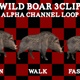 Wild Boar 3Clip Loop - VideoHive Item for Sale