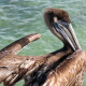 Pelican - VideoHive Item for Sale
