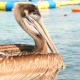 Pelican By The Sea - VideoHive Item for Sale