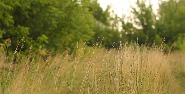 Old Country Abandoned Road 2
