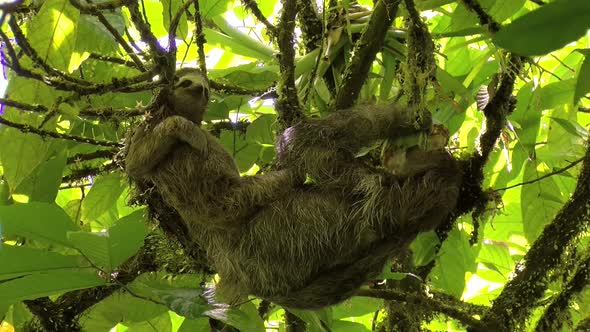 Female Sloth with its Baby Stretching and Eating on a Branch