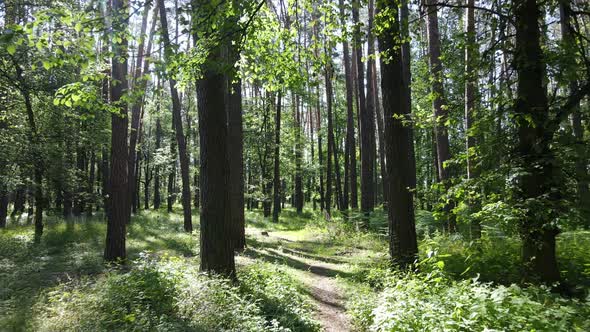 Trees in the Forest By Summer Day