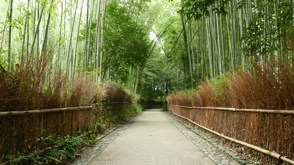 Arashiyama Bamboo Forest in Kyoto of Japan