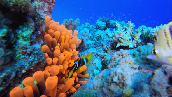 Underwater Soft Corals and Clownfish