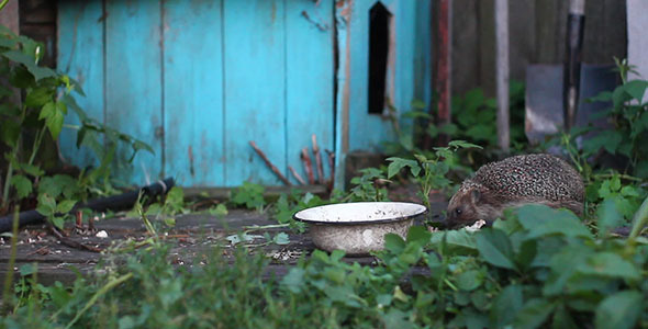 Eating Hedgehog In Countryside alt