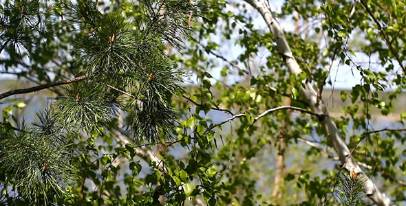 Green Pine And Birch Leaves Wind