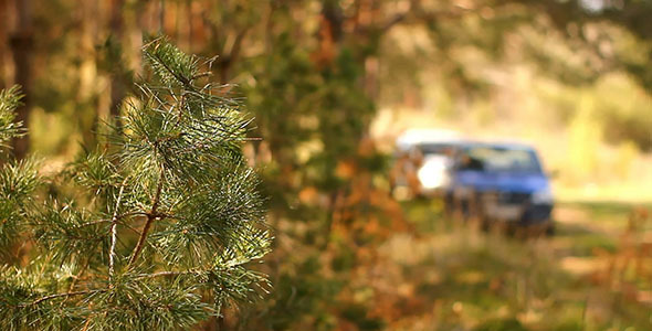 Green Pine And Blue Car
