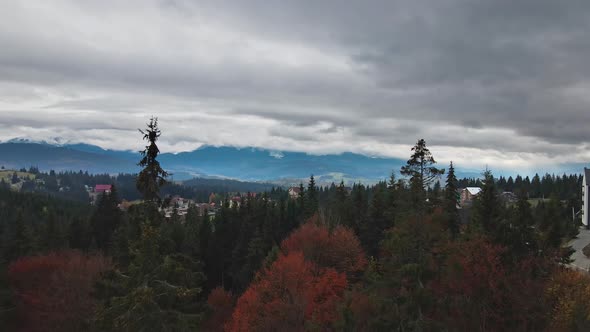 Drone Flight Through Pine Forest