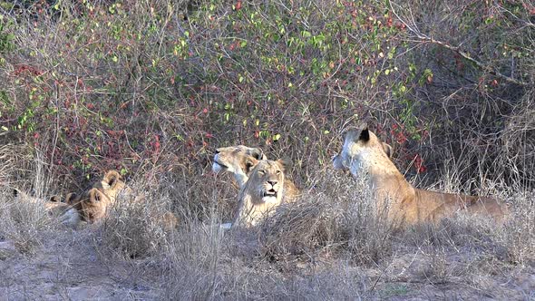 Close view of group of lions lying on dry grass by bush and yawning