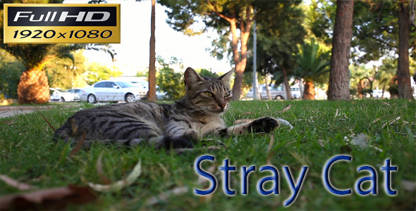 Stray Cat