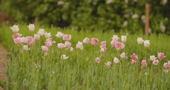 Yellow Tulips on Flower Plantation