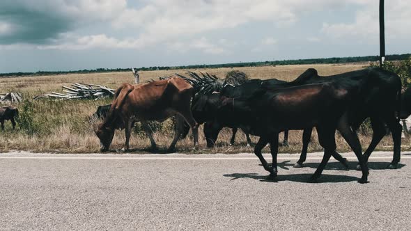 Herd of African Humpback Cows Walking at the Side of the Asphalt Road Zanzibar