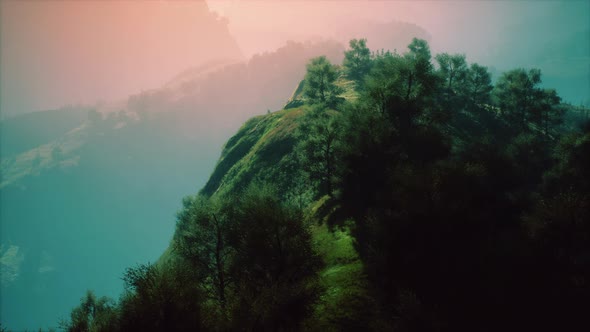 Green Trees in Canyon at Sunset with Fog