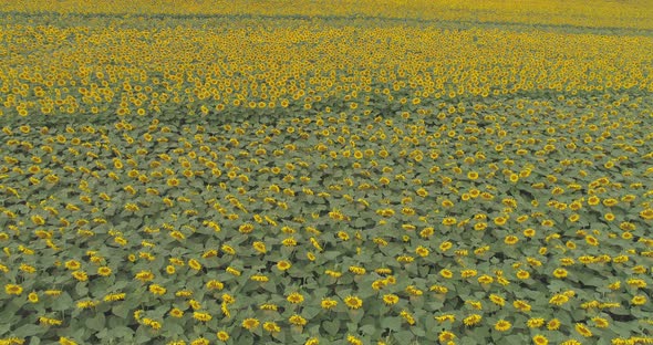 Aerial view of sunflower field