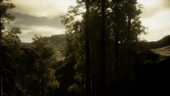 Fog and Pine Trees on Rugged Mountainside and Coming Storm alt