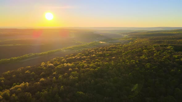 Aerial View of Woodland with Fresh Green Trees in Early Spring at Sunset