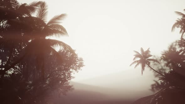 Tropical Palm Rainforest in Fog