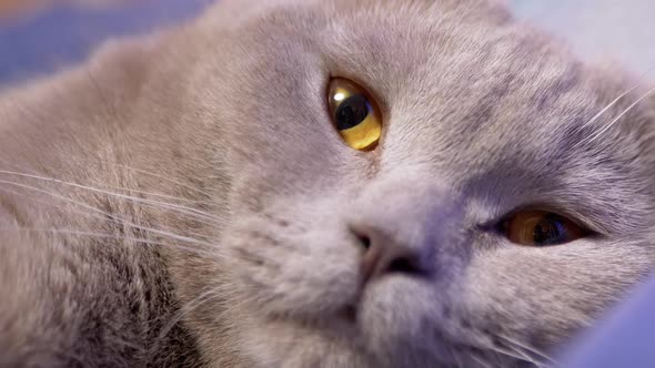 Portrait of Sleepy British Domestic Cat Which Falling Asleep Watches Movement