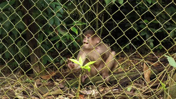 Capuchin monkey cebus albifrons sitting behind a fence of a cage 