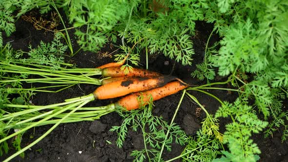 The child collects carrots. Very tasty and healthy vegetables