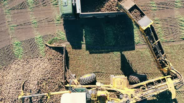 Harvested Root Crops Are Getting Poured Into a Truck in a Top View