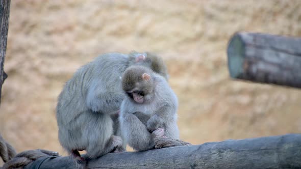 Japanese Macaques. A Mother Is Caring for Her Cub