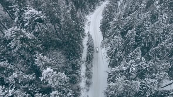 Overhead Top View of Car Moving By Snowed Road Between Pine Trees in Mountains