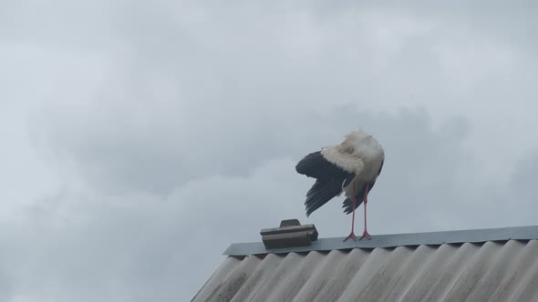 Crane Family on the Roof