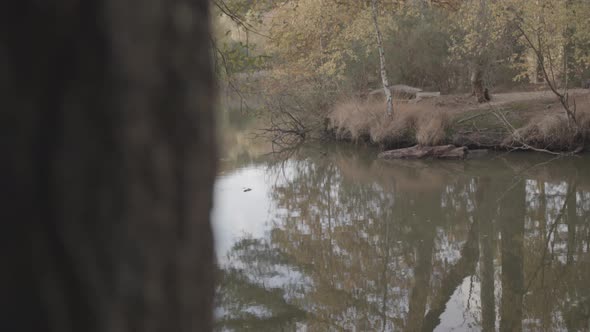 Slide Reveal Of Lake / Pond In Autumn / Fall - Ungraded