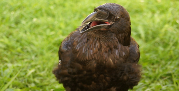Bird  Raven