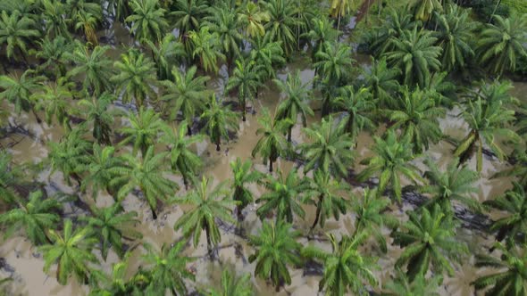 Aerial look down oil palm and coconut tree