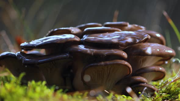 Pleurotus Mushroom In a Sunny Forest in the Rain.