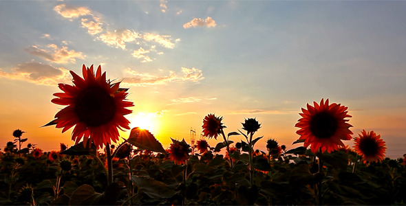 Flowering Sunflowers 4