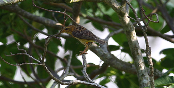 Baya Weaver ( Ploceus Philippinus) Breakfast 4