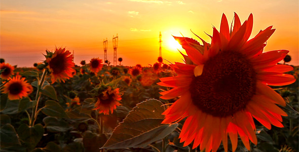 Flowering Sunflowers 8