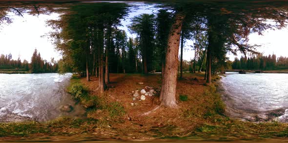 360 VR Virtual Reality of a Wild Forest