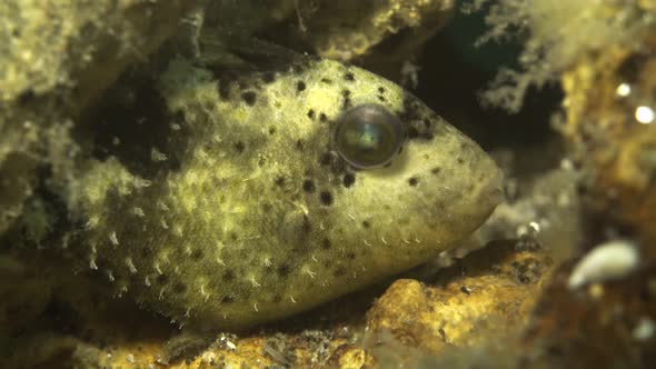 tiny triggerfish hiding in soft corals