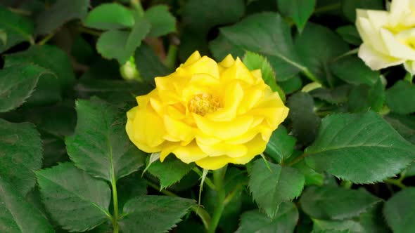 Time Lapse of Opening Yellow Rose Flower