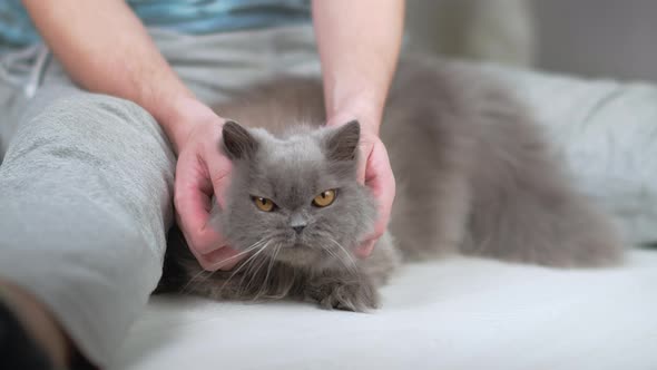 Portrait of a British Cat Being Stroked By a Man Sitting on the Floor