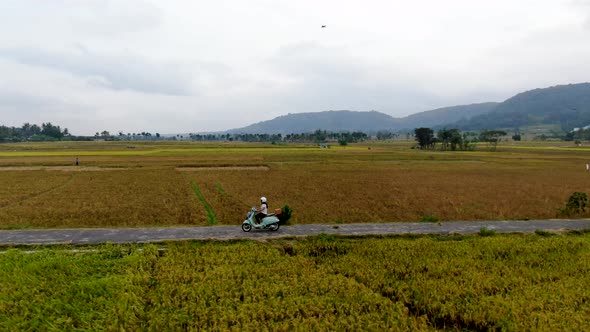 Aerial orbiting around woman without helmet driving Vespa on rural road between rice fields, Yogyaka