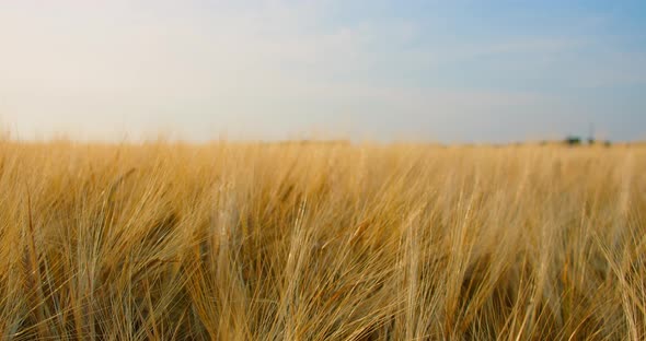 A Field of Ripe Wheat Ready for Harvest Ripples in the Wind Closeup