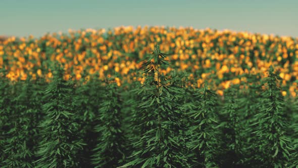 Field of Industrial Hemp Cannabis in the Evening Sun